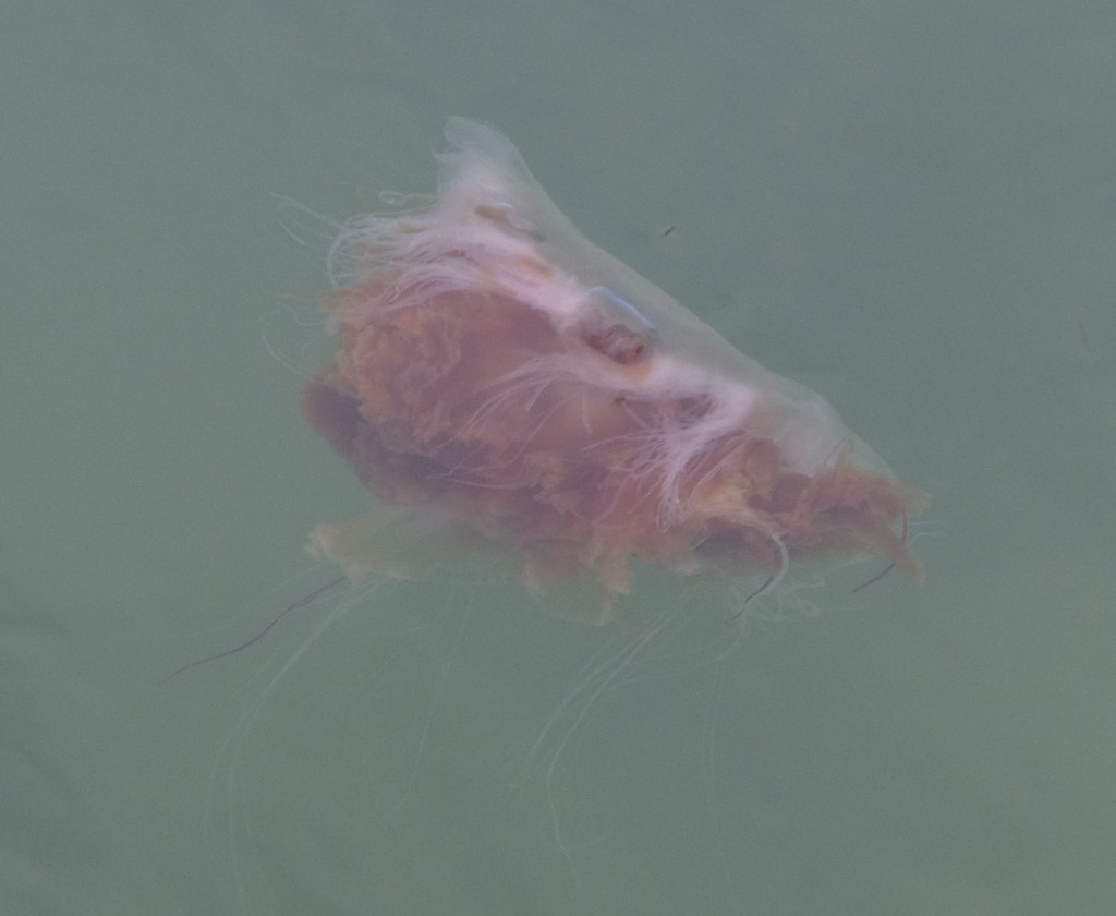 A pink and frilly jelly fish happily splotting along the surface of the sea.