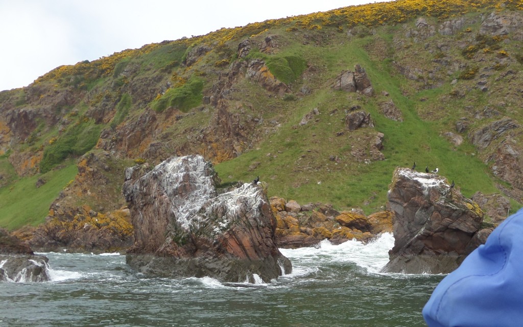A photo of the Highland coast from sea. There are some cormorants on white stained rocks coming up out of the sea in front of some yellow gorse speckled rocky hills.