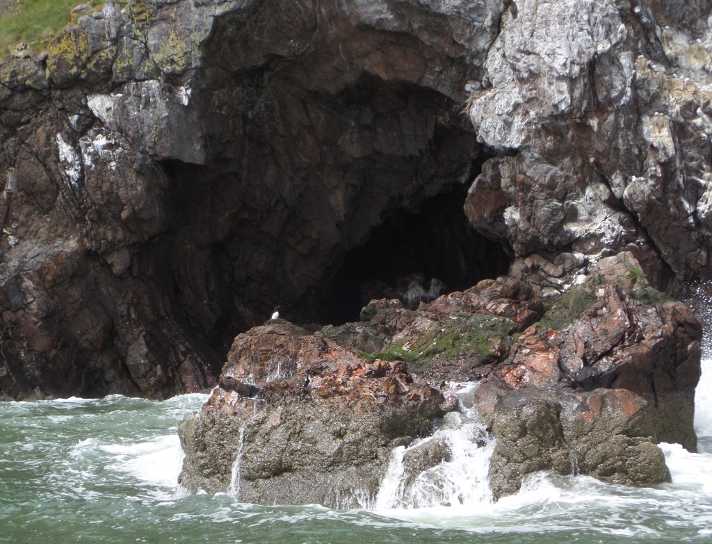 A photo of a dark sea cave taken from a boat, water pouring from the rocky outcrops with a suspicious looking guillemot stood atop them.